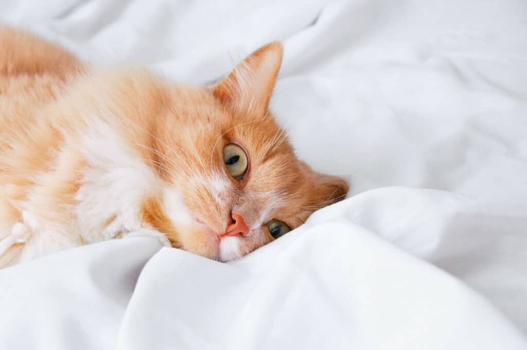 Keep Cat Hair From Sticking to Sheets: 10 Ways & Best Fabrics – Pet Hair  Academy