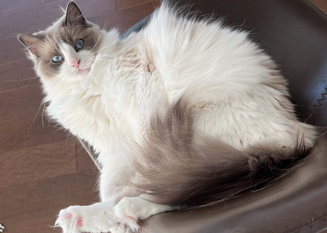 Remove Ragdoll Hair From Cat Bed; How To Clean and Prevent – Pet Hair  Academy